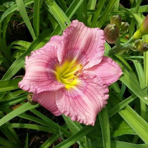 Viendienė  (lot.Hemerocallis ) Siloam New Toy