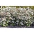Astras skėstašakis( lot. Aster divaricatus) Tradescant