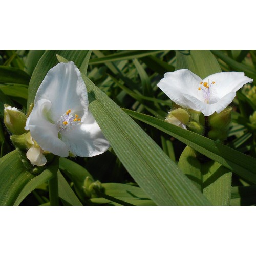 Tradeskantė (lot. Tradeskantes virginiana ) Alba