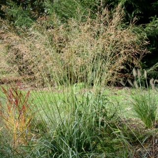 Melvenė  nendrinė ( lot. Molinia arundinacea) Transparent