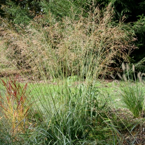 Melvenė  nendrinė ( lot. Molinia arundinacea) Transparent