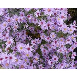 Astras   ( lot. Aster) Treffpunkt