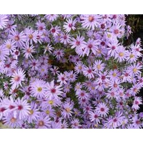 Astras   ( lot. Aster) Treffpunkt