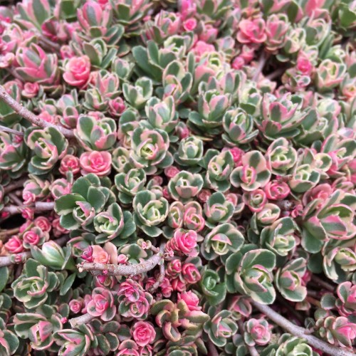 Šilokas  ( lot. Sedum spurium) Tricolor