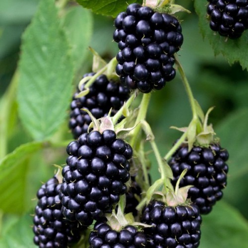 Gervuogė bespyglė ( lot. Rubus fruticosus) Triple Crown