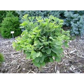 Ginkmedis dviskiautis ( lot.Ginkgo biloba) Troll
