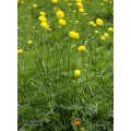 Burbulis europinis (lot. Trollius europaeus)