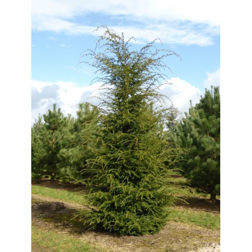 Cūga kanadinė ( lot. Tsuga canadensis)  