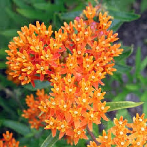 Klemalis gumbinis (lot. Asclepias tuberosa)  