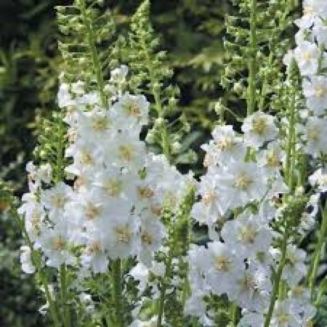 Tūbė ( lot. Verbascum phoeniceum ) Alba