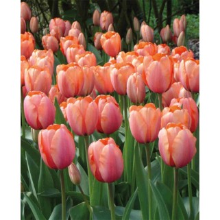 Tulpės  Apricot Impression 100 vnt, 2026 ruduo
