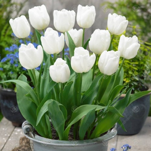 Tulpės  Calgary 50 vnt