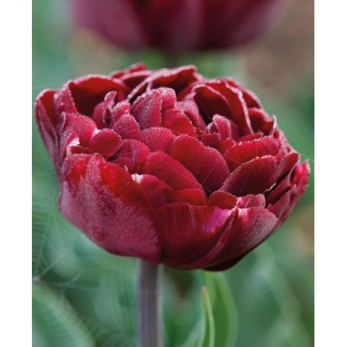 Tulpės  Uncle Tom 100 vnt 