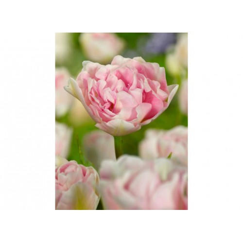 Tulpės Angelique, 100 vnt