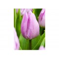 Tulpės Candy Prince, 5 vnt  vazone