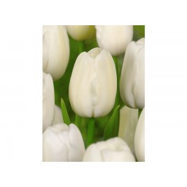 Tulpės Catherina ,5 vnt Tulpės Catherina ,5 vnt