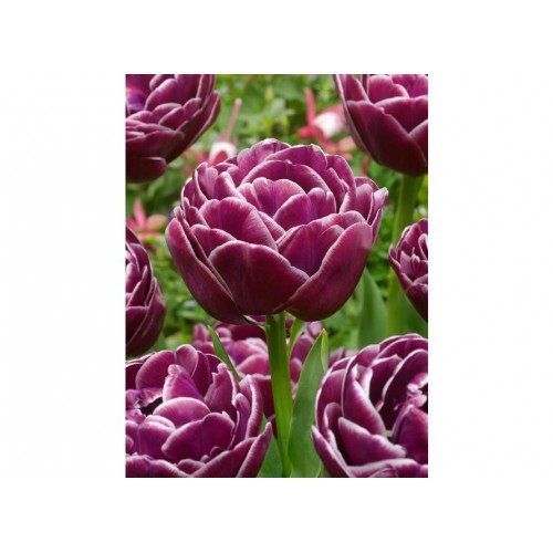 Tulpės Dream Touch, 5 vnt