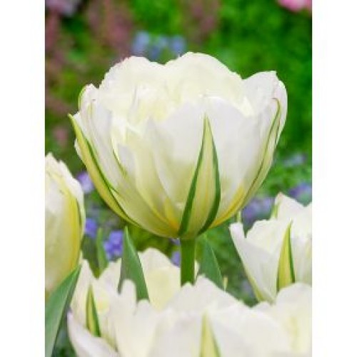 Tulpės Exotic Emperor (White Walley),  100 vnt