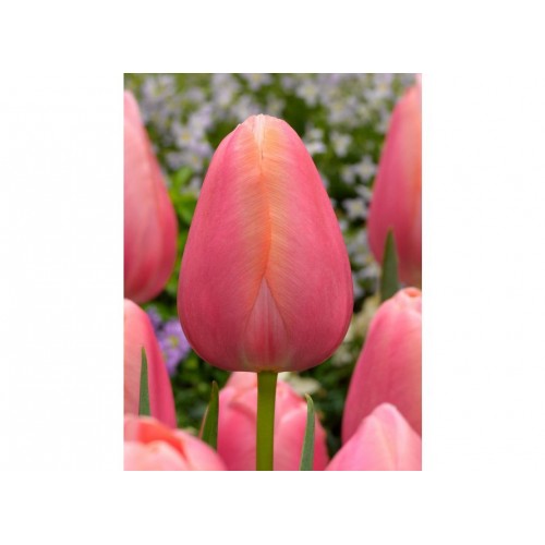 Tulpės Menton ,50 vnt