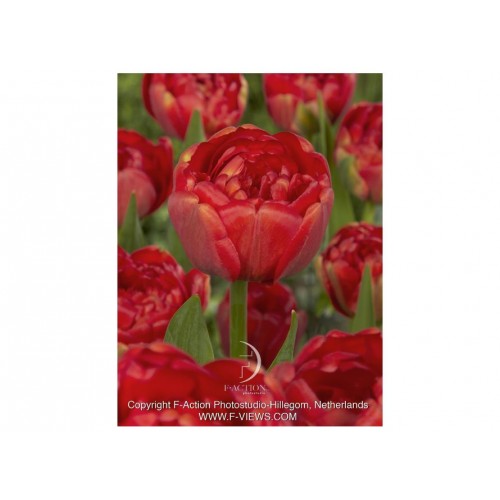 Tulpės Miranda, 5  vnt 