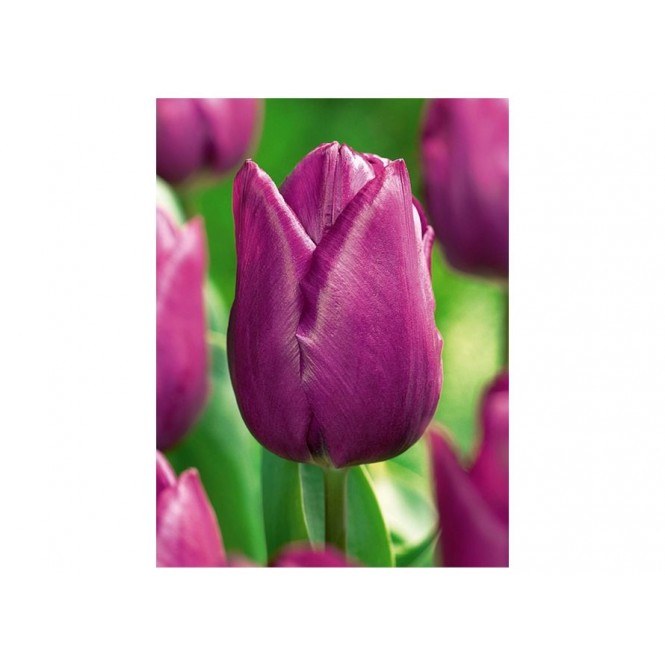 Tulpės Purple Prince, 5 vnt vazone
