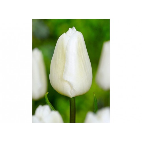 Tulpės  White Prince, 5 vnt
