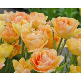 Tulpės Charming Lady 5 vnt  Tulpės Charming Lady 5 vnt