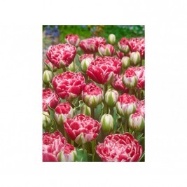 Tulpės Dazzling Sensation, 3 vnt Tulpės Dazzling Sensation, 3 vnt