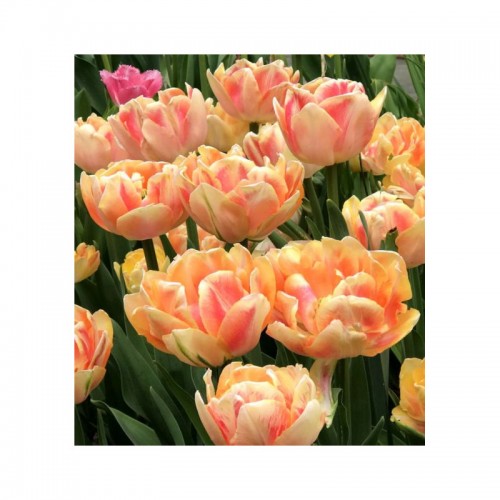 Tulpės  Foxy Foxtrot 100 vnt 