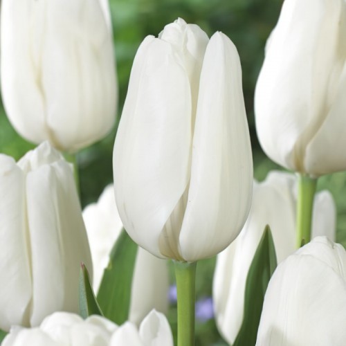 Tulpės  Hakuun 100 vnt