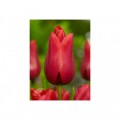 Tulpės Isaak Chic, 50vnt vazone