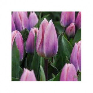 Tulpės  Light and Dreamy 50 vnt vazone