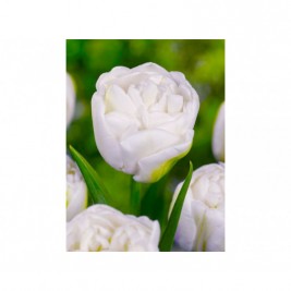 Tulpės Mount Tacoma ,5 vnt Tulpės Mount Tacoma ,5 vnt