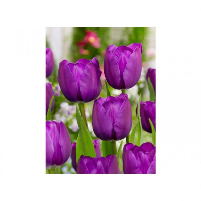 Tulpės Negrita, 50 vnt