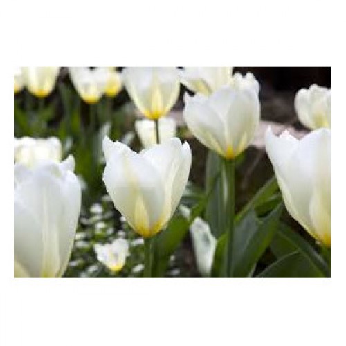 Tulpės Purissima 100 vnt
