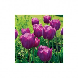 Tulpės  Purple Pride 100 vnt