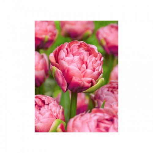 Tulpės Renown Unique ,50 vnt vazone