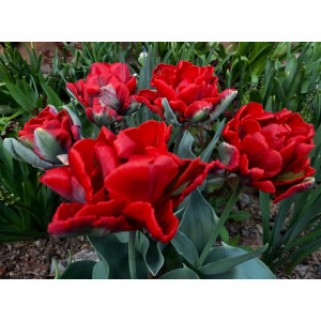 Tulpės  Rococo Double 50 vnt vazone