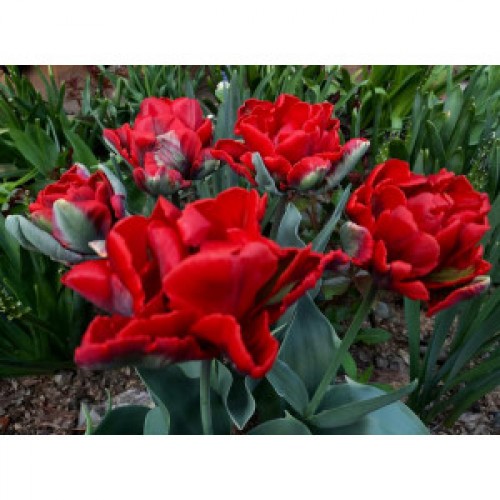 Tulpės  Rococo Double 100 vnt 