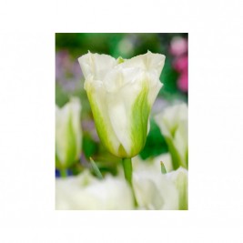 Tulpės  Spring Green 5 vnt Tulpės  Spring Green 5 vnt