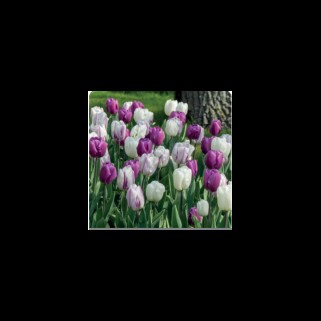 Tulpių derinys ,,Mėnesiena", 15 vnt