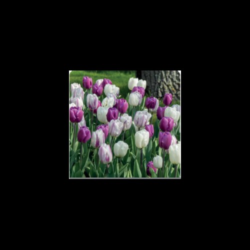 Tulpių derinys ,,Mėnesiena", 15 vnt