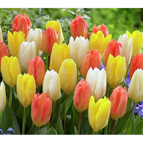 Tulpių derinys ,,Pavasarinis šokis", 150 vnt