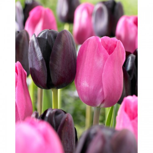 Tulpių derinys ,,Saldi naktis", 10 vnt 