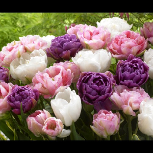 Tulpių derinys ,,Vienos valsas" 15 vnt