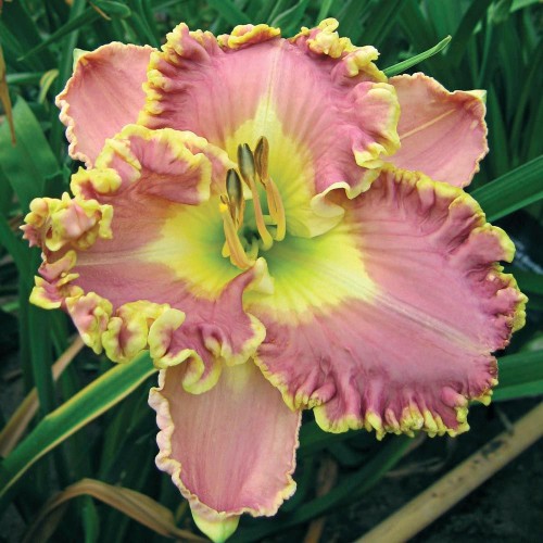 Viendienė  (lot.Hemerocallis )  Lavender Tatu