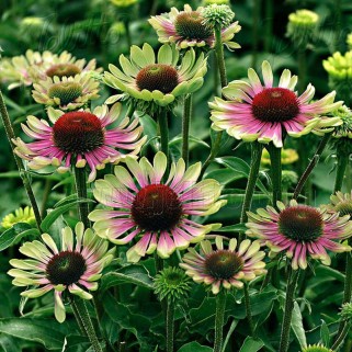 Ežiuolė  (lot.Echinacea purpurea) Green Twister