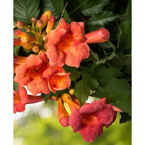 Ląstūnė stambiažiedė ( lot. Campsis radicans) Ursynow