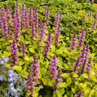 Vaisgina šliaužiančioji (lot. Ajuga reptans) Gold Chang
