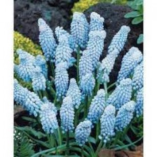 Žydrės (lot. Muscari ), Valerie Finis 100 vnt